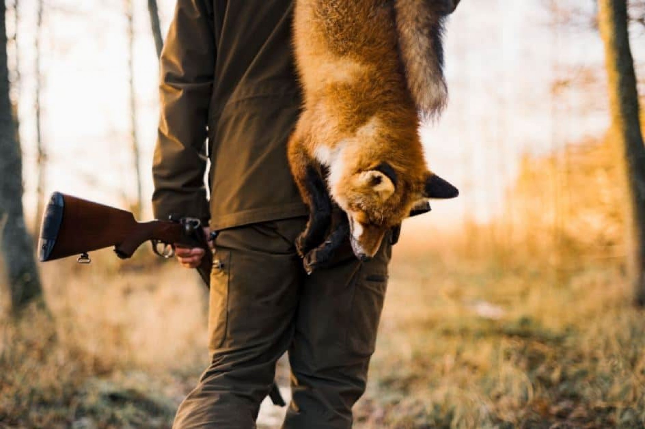 How to Hunt Foxes With a Dog in Haystacks