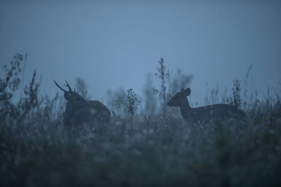 Guidelines for Hunting Deer in Rut