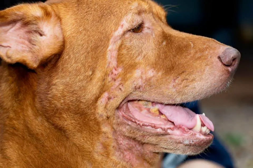 Skin Problems in Hunting Dogs