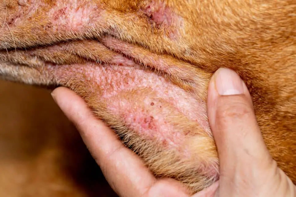 Skin Problems in Hunting Dogs
