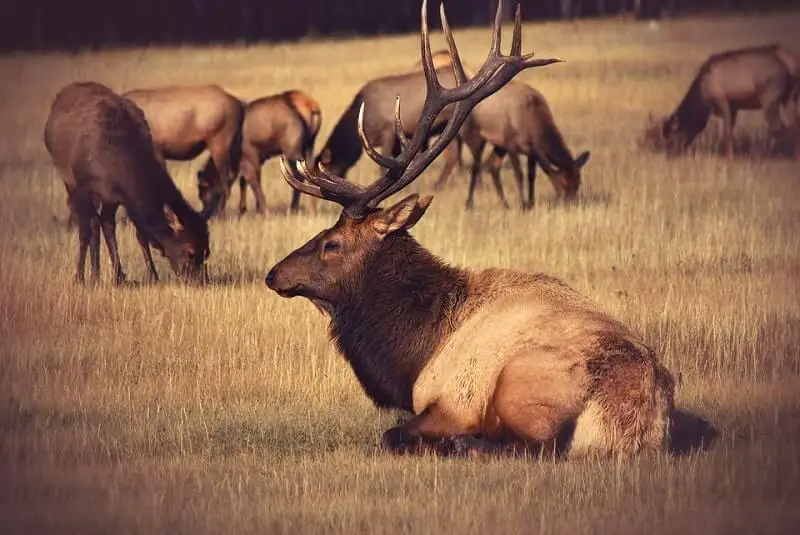 bull elk