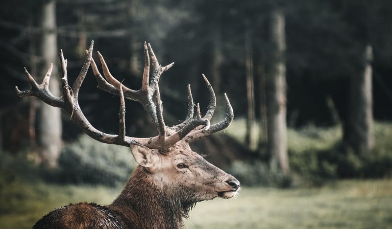 finding the right elk frame pack for big-game hunting days