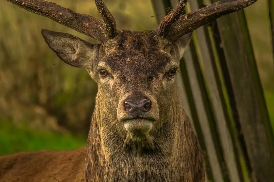 Buck in Forest