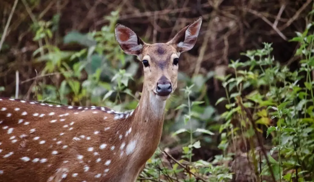 Deer in Forest