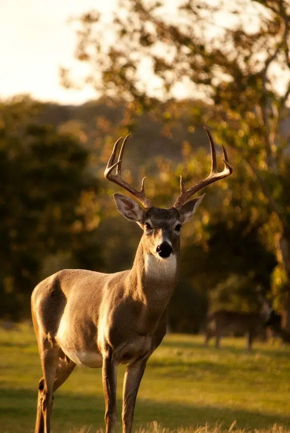 Different Types of Deer Scents