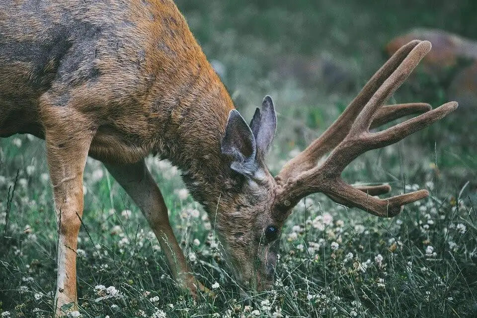 How to Attract Deer