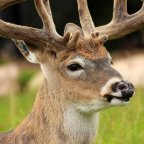 Using Deer Scents & Attractants