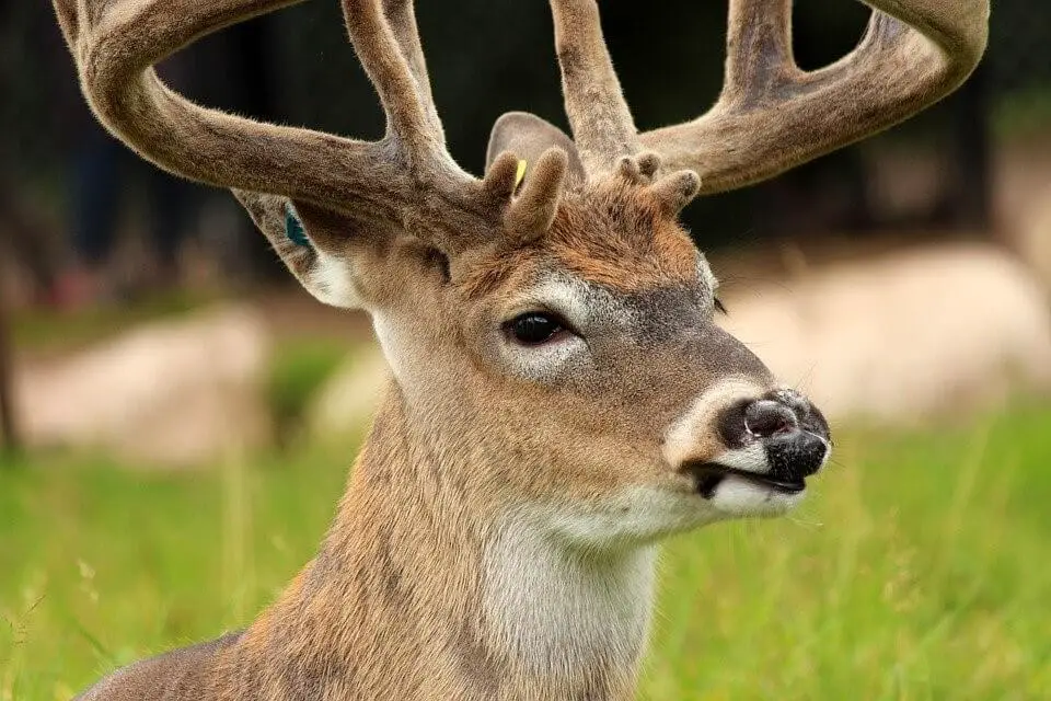 Using Deer Scents & Attractants