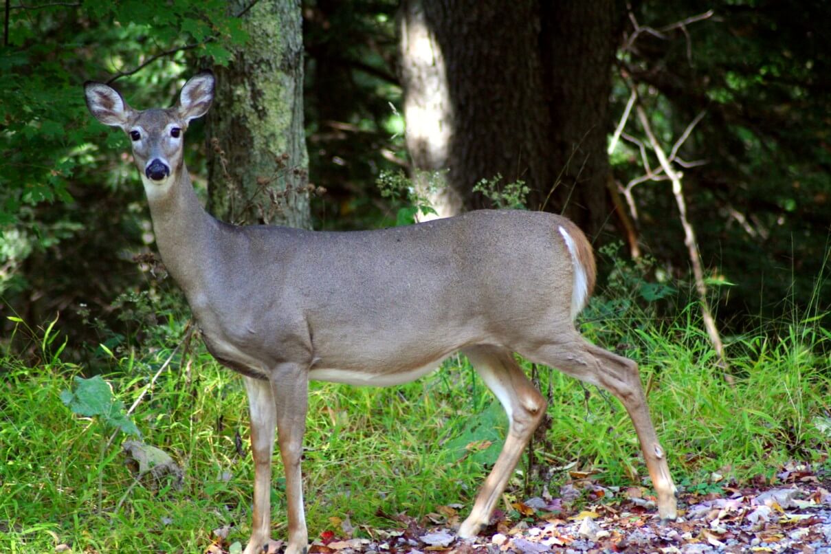 Whitetail Deer in Backyard