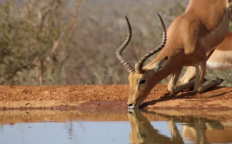 africa-nature-drink