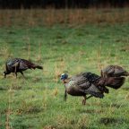 Tips For Evening Turkey Hunting
