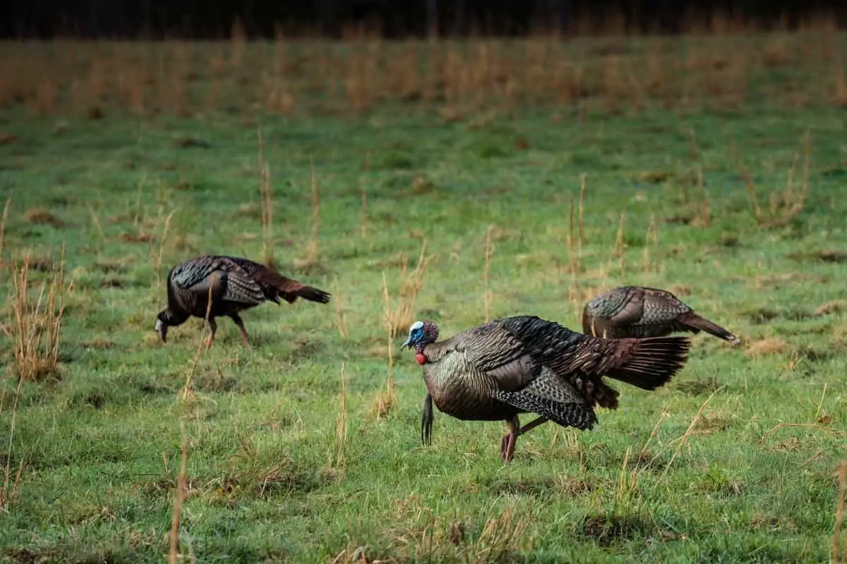 Tips For Evening Turkey Hunting