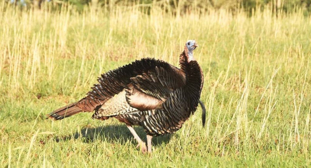 How to Use a Turkey Mouth Call What to Know