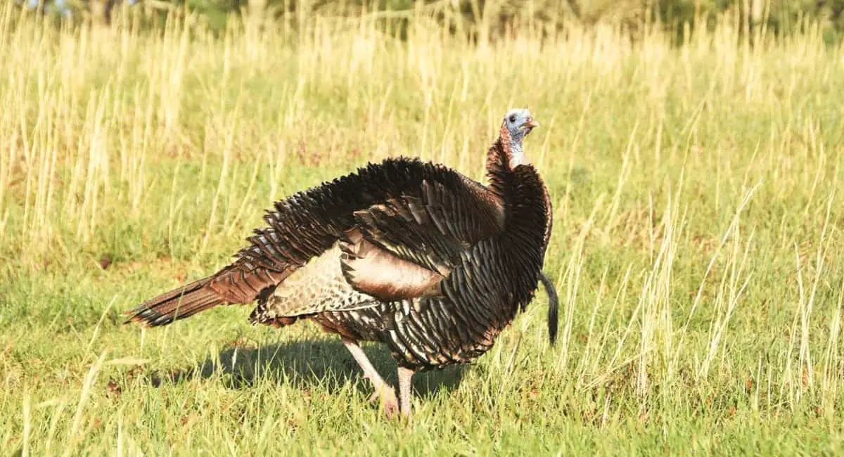 How to Use a Turkey Mouth Call