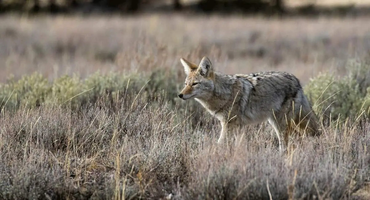 5 Best Foxpro Sounds for Coyote Hunting