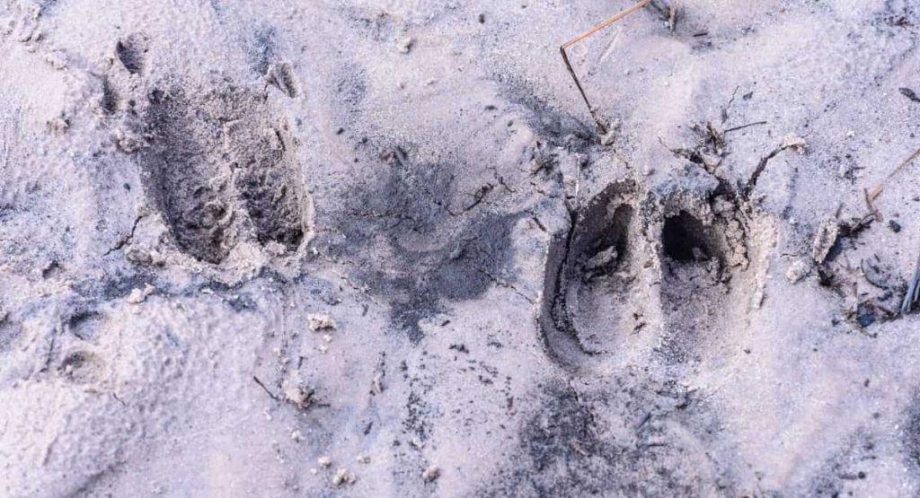 Elk Tracks vs. Deer Tracks How to Tell the Difference
