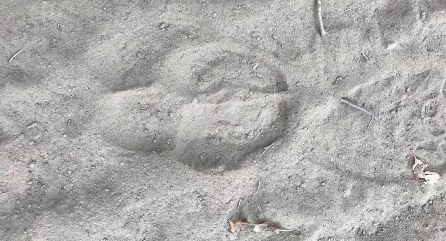 Elk Tracks vs. Deer Tracks How to Tell the Difference