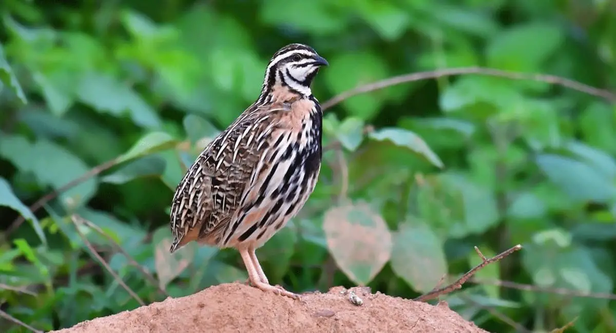 Quail vs Pheasant Birds