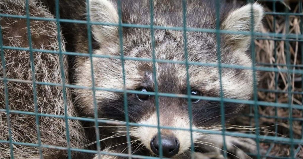 How to Trap a Smart Raccoon: A Four-Step Guide How to Trap a Smart ...