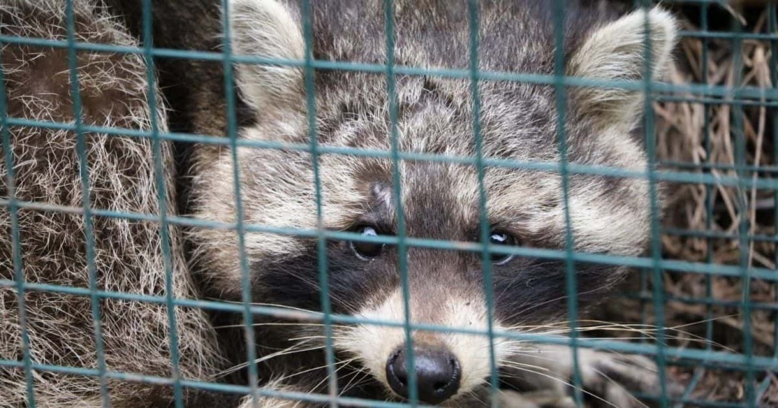 How to Trap a Smart Raccoon A FourStep Guide How to Trap a Smart