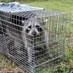 how to trap a smart raccoon