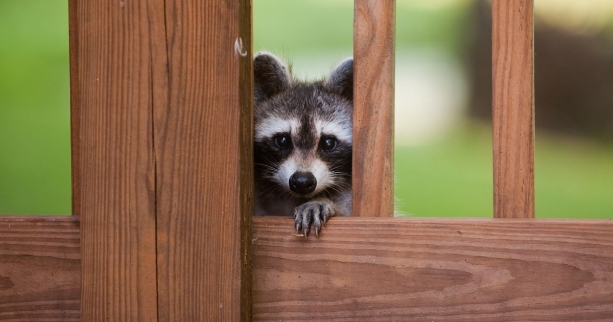Raccoon outside the gate