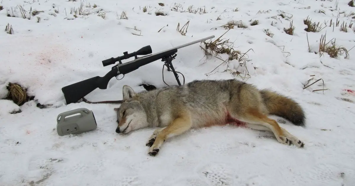 coyote hunting gear