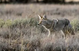 5 Best Foxpro Sounds for Coyote Hunting