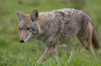 The Top 5 Electronic Coyote Call Devices