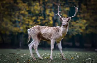 Deer Skinning Knife Buyer’s Guide: What You Need to Know