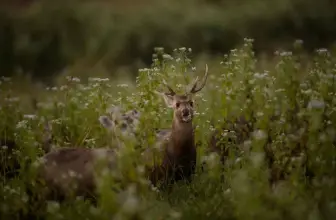 Guidelines for Hunting Deer in Rut