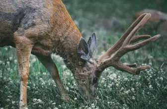 How to Attract Deer – 5 Deer Attractants Bucks Just Can’t Resist