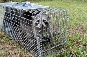 How to Trap a Smart Raccoon: A Four-Step Guide