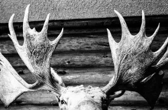 What Are the Different Types of Knife Blades for Hunting? The Most Complete Guide