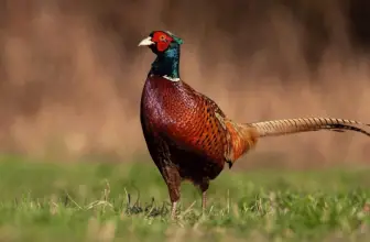 Quail vs Pheasant Birds: What’s the Difference?