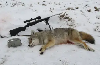 The Ultimate Guide to Coyote Hunting Gear