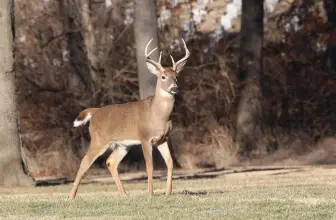 What Exactly Is Deer Dander Cover Scent, and Does It Work?