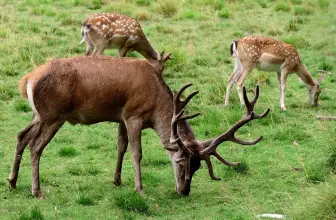 Scent Glands 101: Making Sense of Whitetail Deer Scents