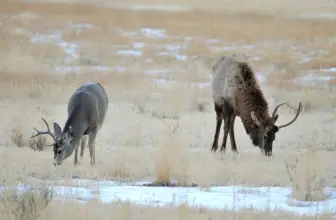 Elk Tracks vs. Deer Tracks: How to Tell the Difference